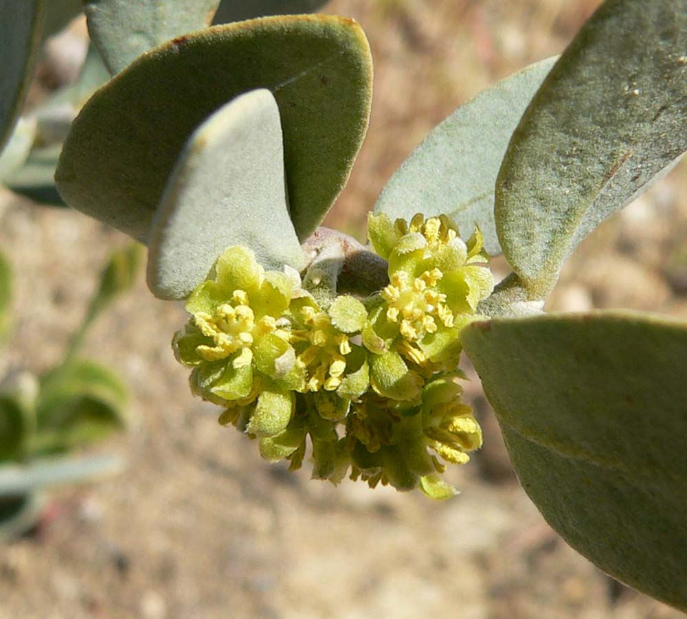 Jojoba: Photo of Simmondsia chinensis (jojoba) male flowers in Palm Canyon , California