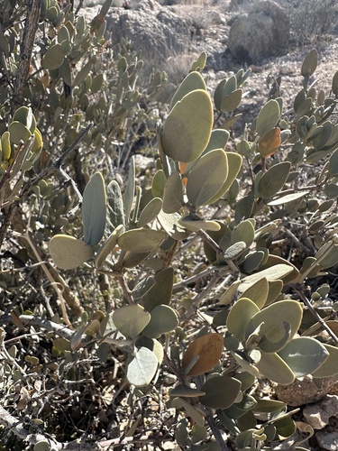 Jojoba (Simmondsia chinensis)