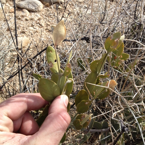 Jojoba (Simmondsia chinensis)