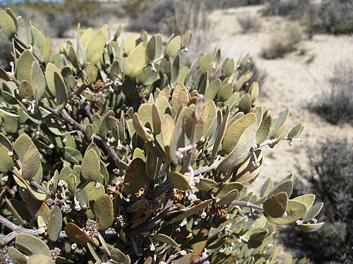Jojoba: Simmondsia chinensis Jojoba en.wikipedia.org/wiki/Jojoba Joshua Tree National Park jtz 052