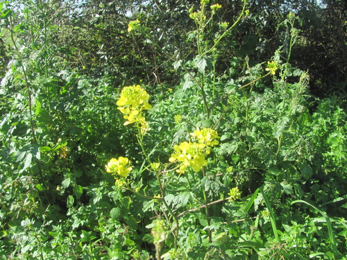 White mustard (Sinapis alba)