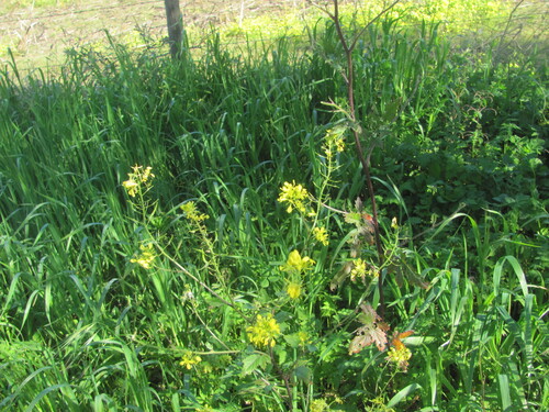 White mustard (Sinapis alba)