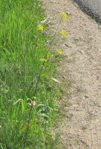 White mustard (Sinapis alba)