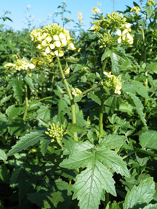 White mustard: flowers חרדל לבן