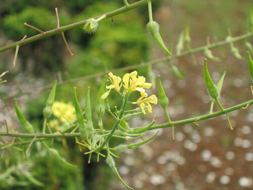 White mustard (Sinapis alba)