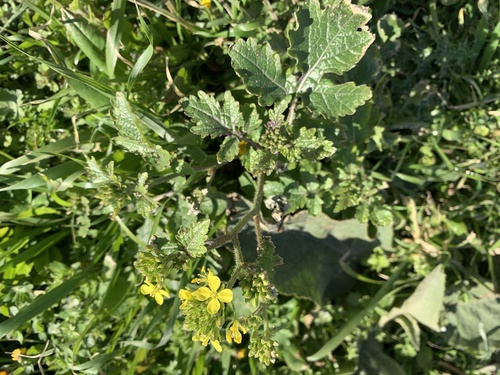 White mustard (Sinapis alba)