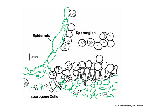 White mustard: Diagramm/Zeichnung von Prof. Meike Piepenbring freigegeben.