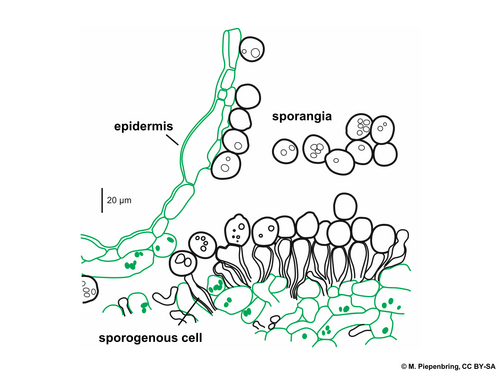 White mustard: Diagramm/Zeichnung von Prof. Meike Piepenbring freigegeben.