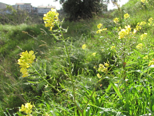 White mustard (Sinapis alba)