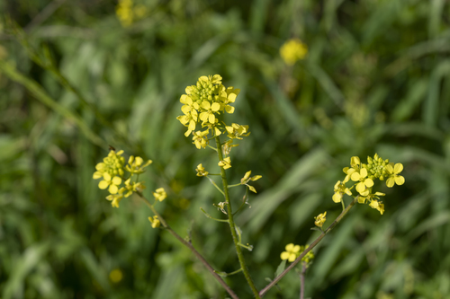 White mustard (Sinapis alba)