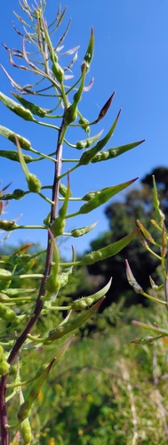 White mustard (Sinapis alba)