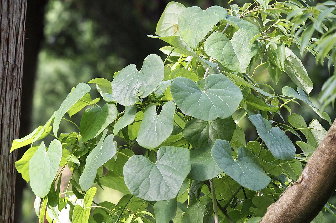 Sinomenium acutum: Sinomenium acutum in Japan