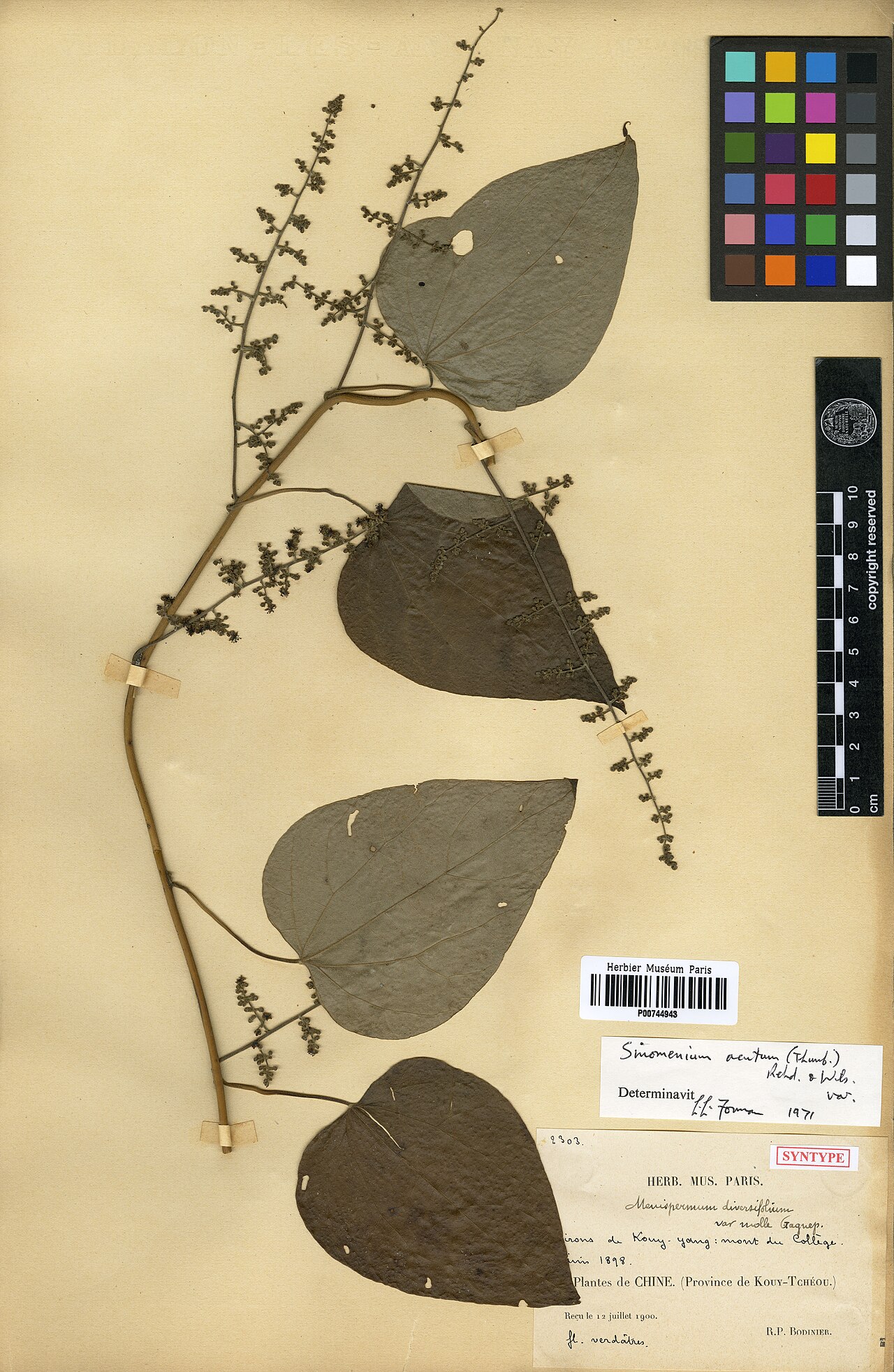 Sinomenium acutum: Récolteur E. Bodinier. Syntype