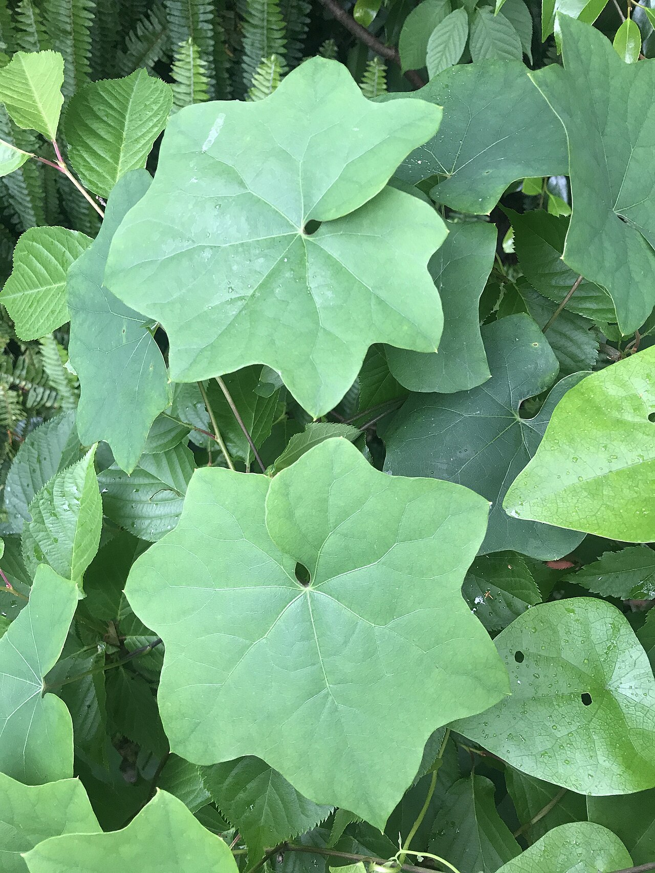 Sinomenium acutum: Sinomenium acutum in Japan