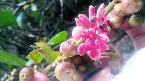 Siparuna brasiliensis (Siparuna brasiliensis)