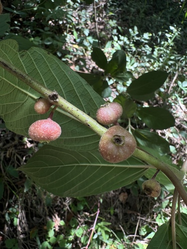 Siparuna brasiliensis (Siparuna brasiliensis)