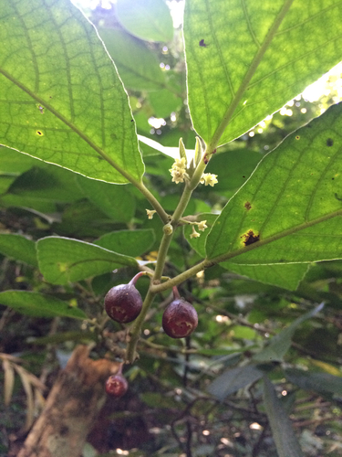 Siparuna brasiliensis (Siparuna brasiliensis)