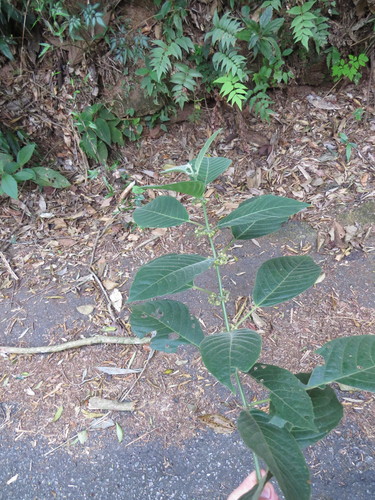 Siparuna brasiliensis (Siparuna brasiliensis)