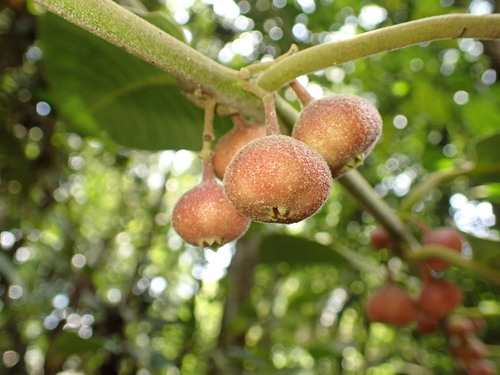 Siparuna brasiliensis (Siparuna brasiliensis)
