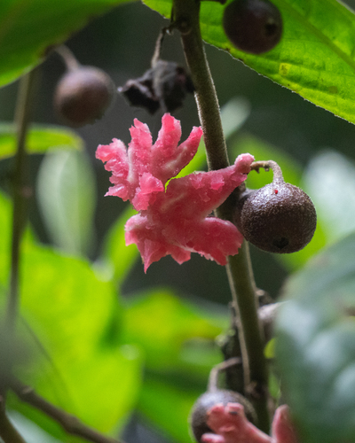 Siparuna brasiliensis (Siparuna brasiliensis)