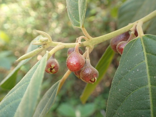 Siparuna brasiliensis (Siparuna brasiliensis)