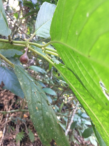 Siparuna brasiliensis (Siparuna brasiliensis)