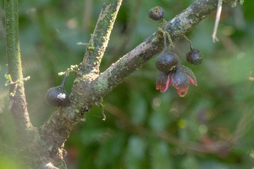 Siparuna brasiliensis (Siparuna brasiliensis)