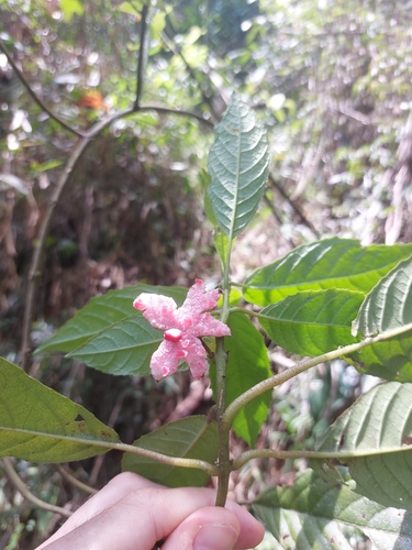 Siparuna brasiliensis (Siparuna brasiliensis)