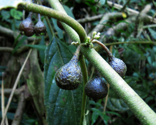 Siparuna brasiliensis (Siparuna brasiliensis)