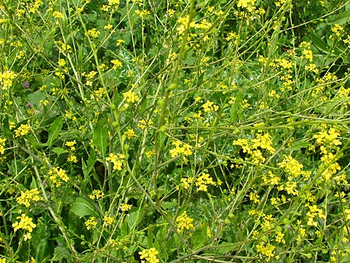 Sisymbrium aegyptiacum: Ochthodium aegyptiacum in Bethlehem of Galilee.