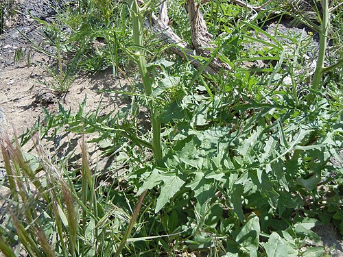 Tall tumblemustard: Sisymbrium altissimum seems no more common post-burn than pre-burn.