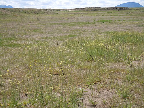 Tall tumblemustard: Sisymbrium altissimum seems no more common post-burn than pre-burn.