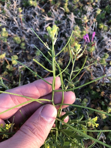 Tall tumblemustard (Sisymbrium altissimum)
