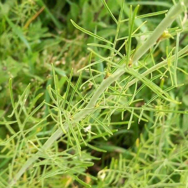 Tall tumblemustard (Sisymbrium altissimum)