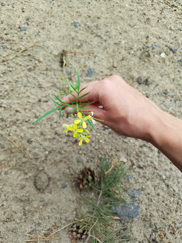 Tall tumblemustard (Sisymbrium altissimum)