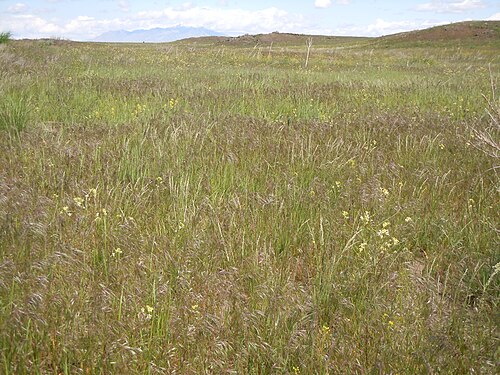 Tall tumblemustard: Sisymbrium altissimum seems no more common post-burn than pre-burn.
