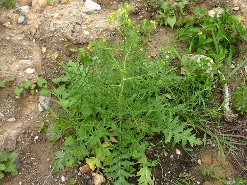 Tall tumblemustard (Sisymbrium altissimum)