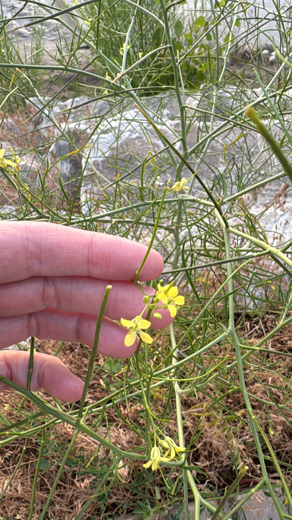 Tall tumblemustard (Sisymbrium altissimum)