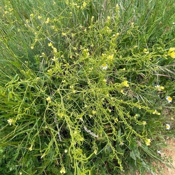 Tall tumblemustard (Sisymbrium altissimum)