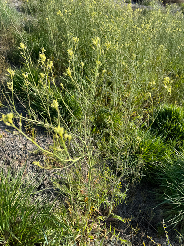Tall tumblemustard (Sisymbrium altissimum)