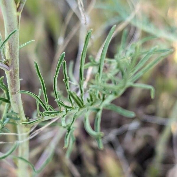 Tall tumblemustard (Sisymbrium altissimum)