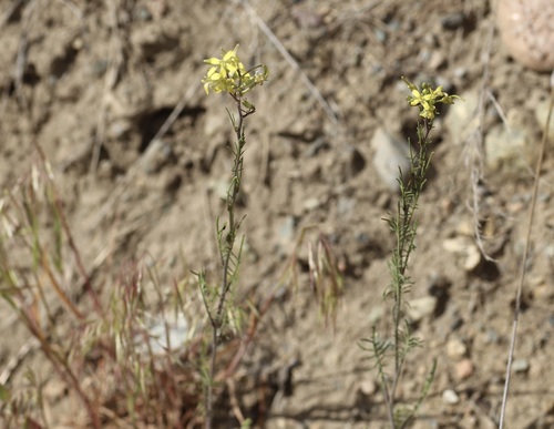 Tall tumblemustard (Sisymbrium altissimum)
