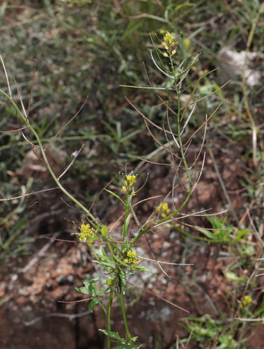 Mediterranean rocket (Sisymbrium erysimoides)