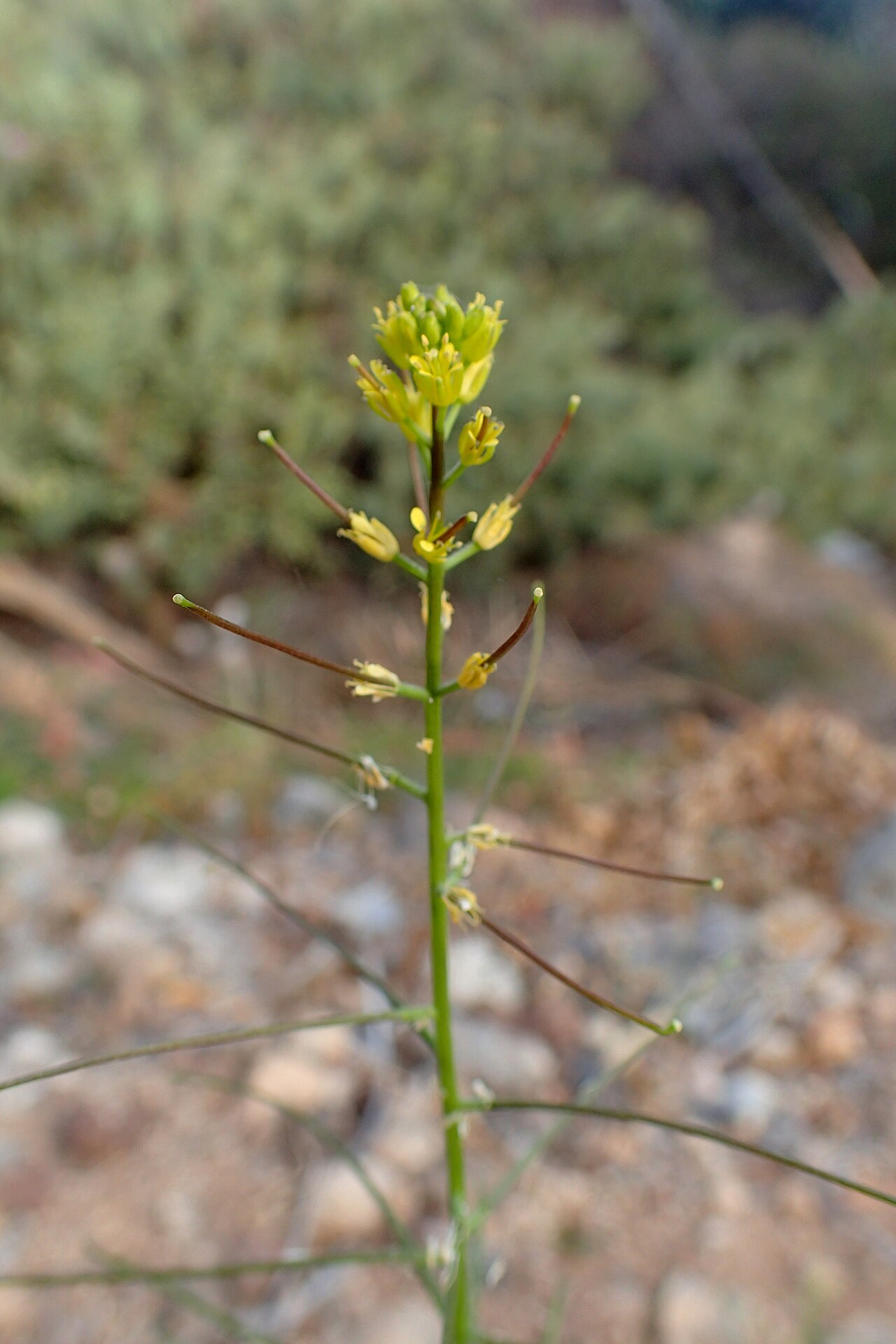 Mediterranean rocket: Sisymbrium erysimoides in Callao Salvaje, Tenerife