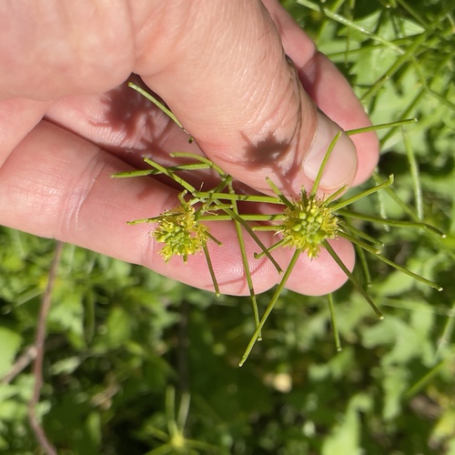 Mediterranean rocket (Sisymbrium erysimoides)