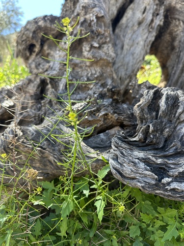 Mediterranean rocket (Sisymbrium erysimoides)