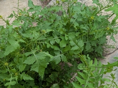 Mediterranean rocket (Sisymbrium erysimoides)