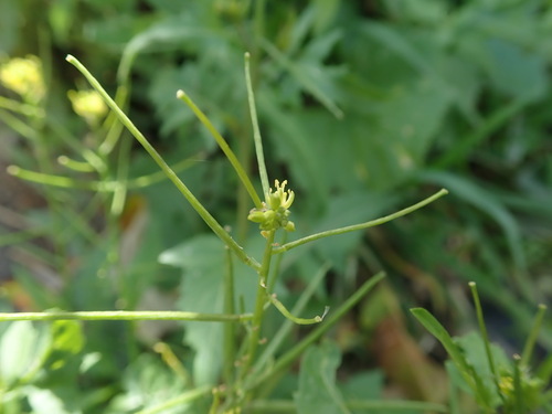 Mediterranean rocket (Sisymbrium erysimoides)