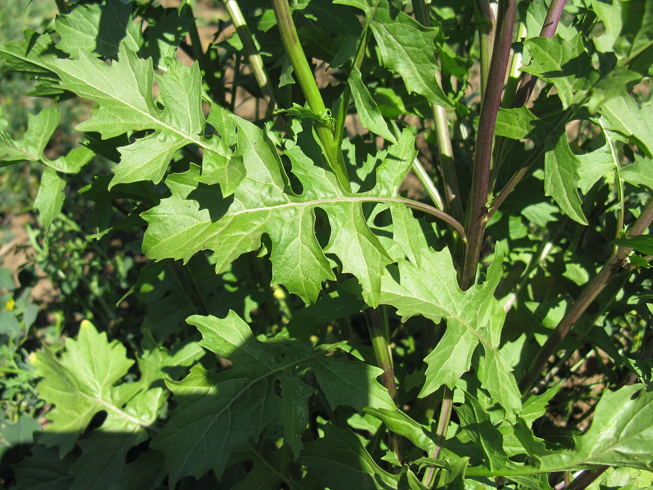 Mediterranean rocket: Introduced, cool season, annual, erect, glabrous or shortly pubescent herb 10–80 cm tall. Basal leaves are to 15 cm long, lyrate-pinnatifid, toothed, petiolate,