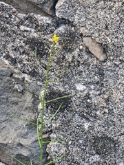 Mediterranean rocket (Sisymbrium erysimoides)